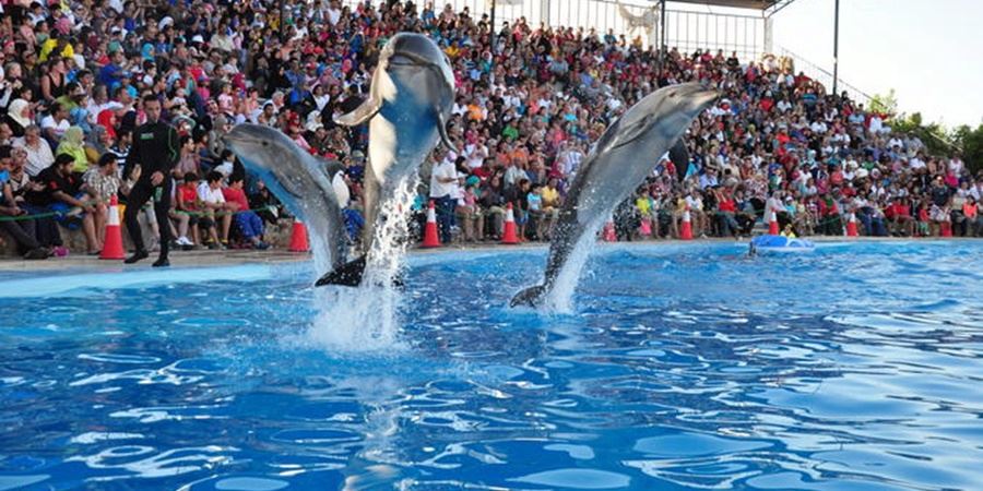 Side Dolphin Show