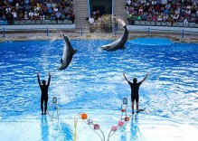 Side Dolphin Show