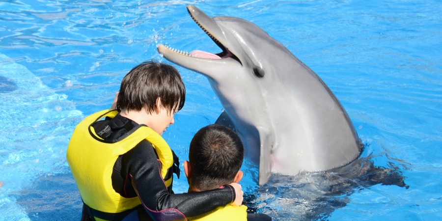 Side Swimming with Dolphins