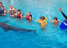 Side Swimming with Dolphins