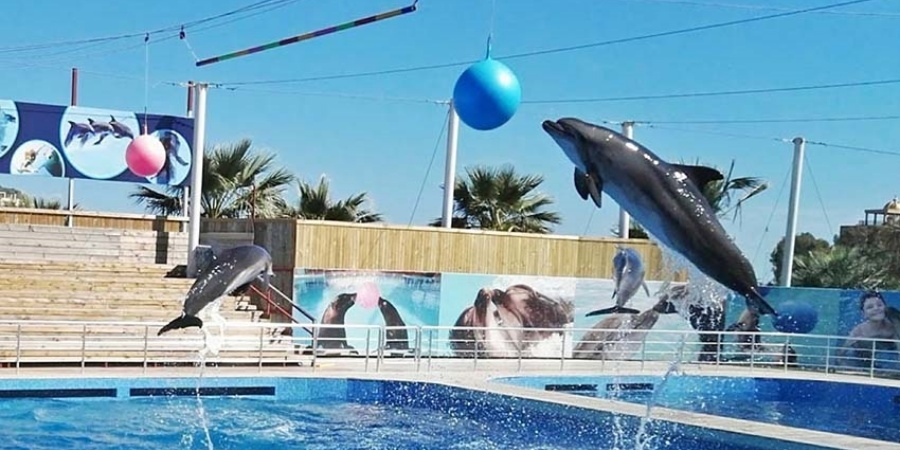 Side Swimming with Dolphins