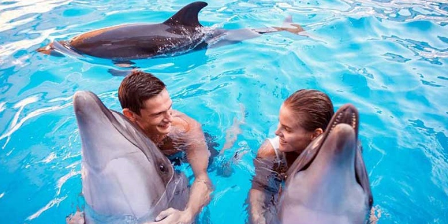Side Swimming with Dolphins