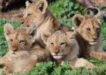 Side Land of Lions Tour